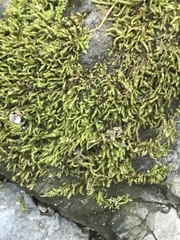 Claopodium whippleanum