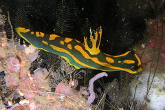 Tambja gabrielae