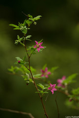 Rubus spectabilis spectabilis