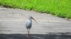 Eudocimus albus