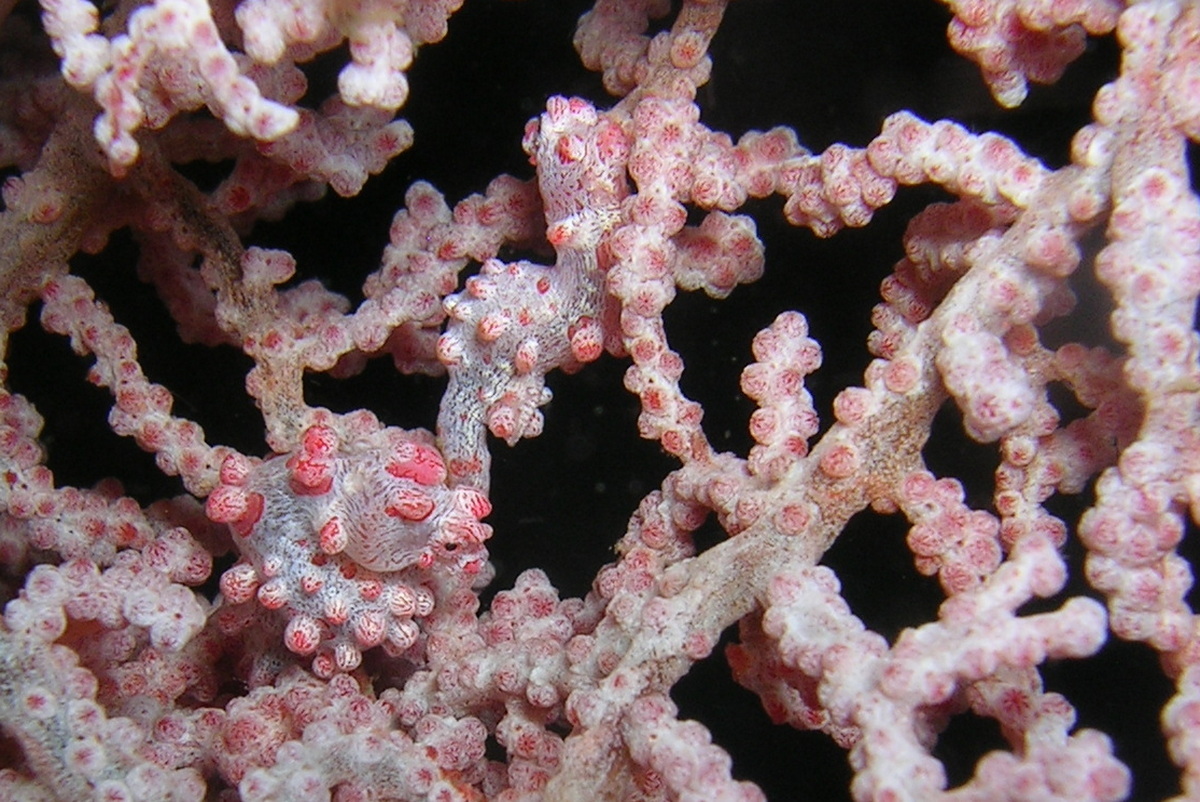 Muricella plectana Grasshoff, 1999