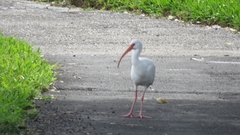 Eudocimus albus