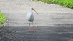 Eudocimus albus