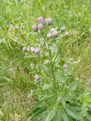 Cirsium arvense