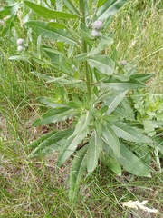 Cirsium arvense