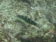 Thalassoma jansenii