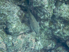 Epinephelus merra