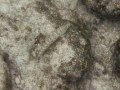 Parapercis millepunctata