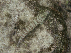 Parapercis millepunctata