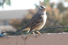 Zonotrichia leucophrys