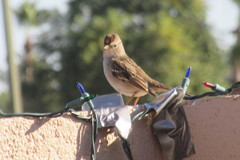 Zonotrichia leucophrys