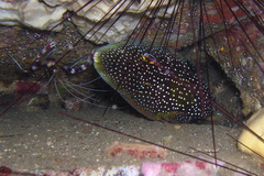 Calloplesiops altivelis