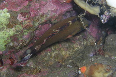 Cheilinus chlorourus