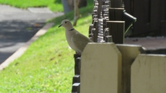 Streptopelia decaocto