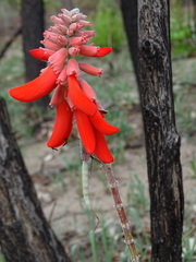 Erythrina baumii