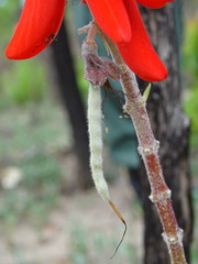 Erythrina baumii