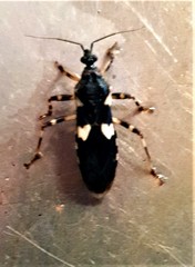 Varus flavoannulatus