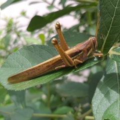 Schistocerca pallens