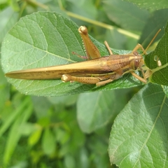 Schistocerca pallens