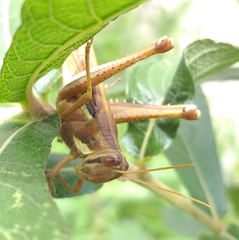 Schistocerca pallens
