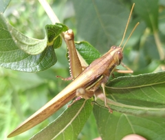 Schistocerca pallens