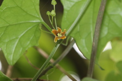 Gerrardanthus macrorhizus