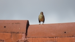 Setophaga palmarum