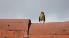 Setophaga palmarum