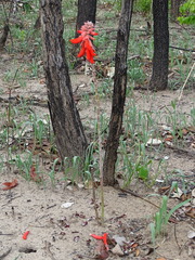 Erythrina baumii