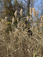 Phragmites australis