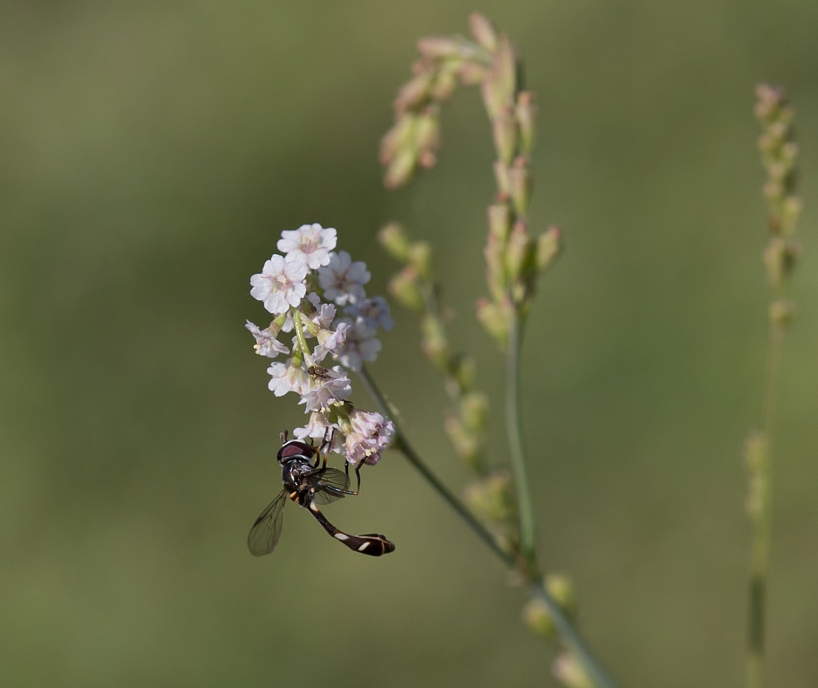 Boerhavia wrightii