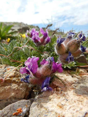 Oxytropis lagopus var. lagopus
