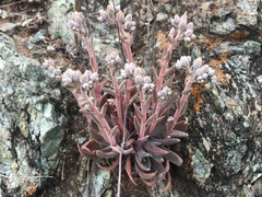 Dudleya abramsii