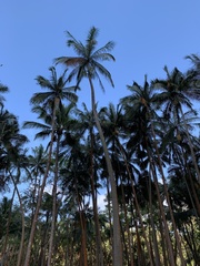 Acanthophoenix rubra