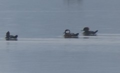 Lophodytes cucullatus