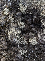 Stereocaulon vulcani