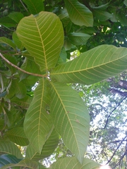 Simira salvadorensis