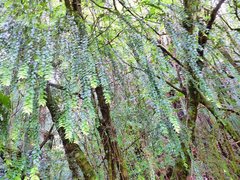 Metrosideros colensoi