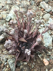 Dudleya abramsii