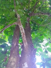 Simira salvadorensis