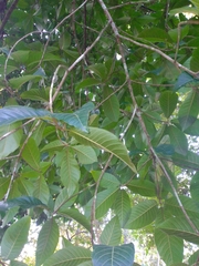 Simira salvadorensis