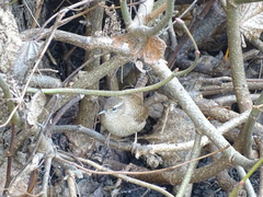 Troglodytes troglodytes