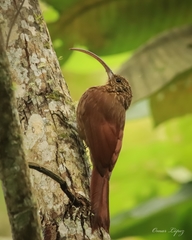 Campylorhamphus pusillus