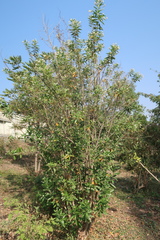 Cestrum diurnum