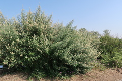 Buddleja madagascariensis