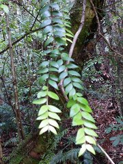 Metrosideros colensoi