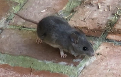 Neotoma floridana