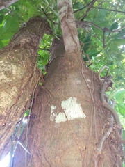 Simira salvadorensis