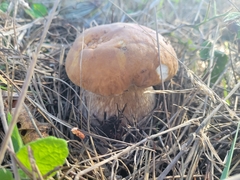 Boletus edulis grandedulis