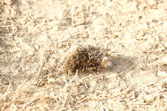 Hemiechinus auritus